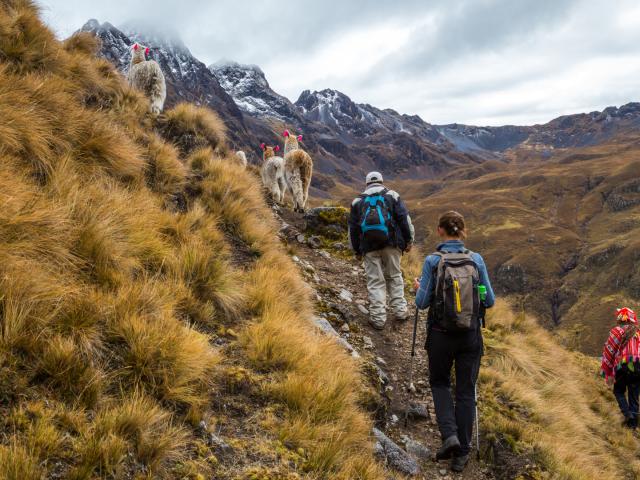 Trekking in Ecuadors Anden mit Llamas